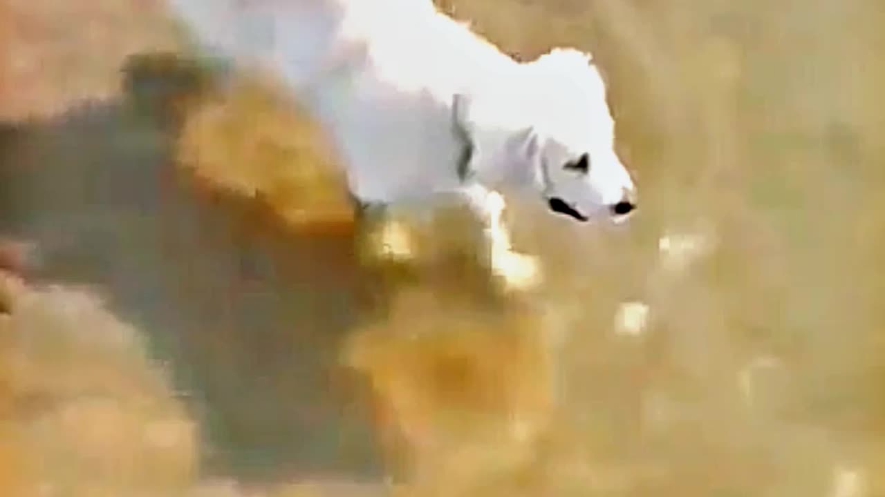 😂😆 "This Dog Just Invented Comedy!" 😂😆