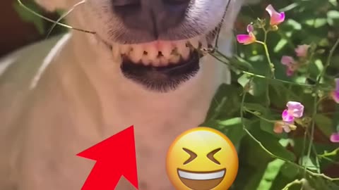 Caution: These Animals Might Make You Cry Laughing!