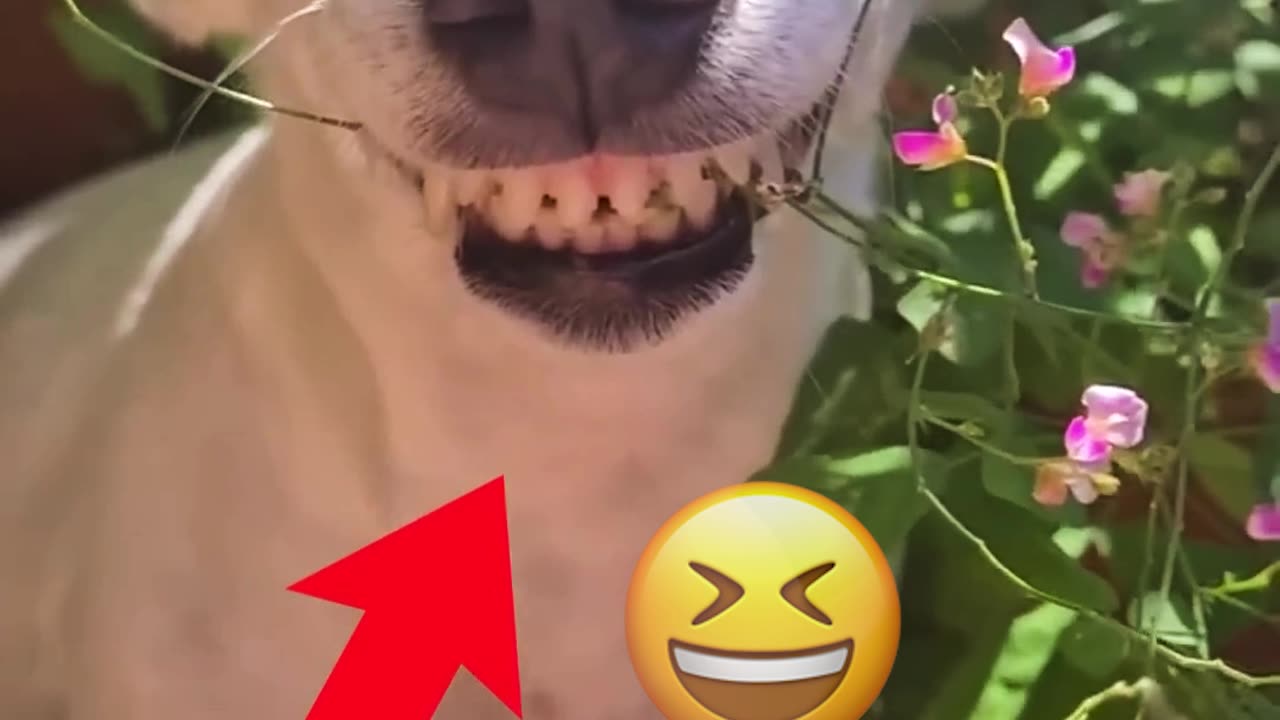 Caution: These Animals Might Make You Cry Laughing!