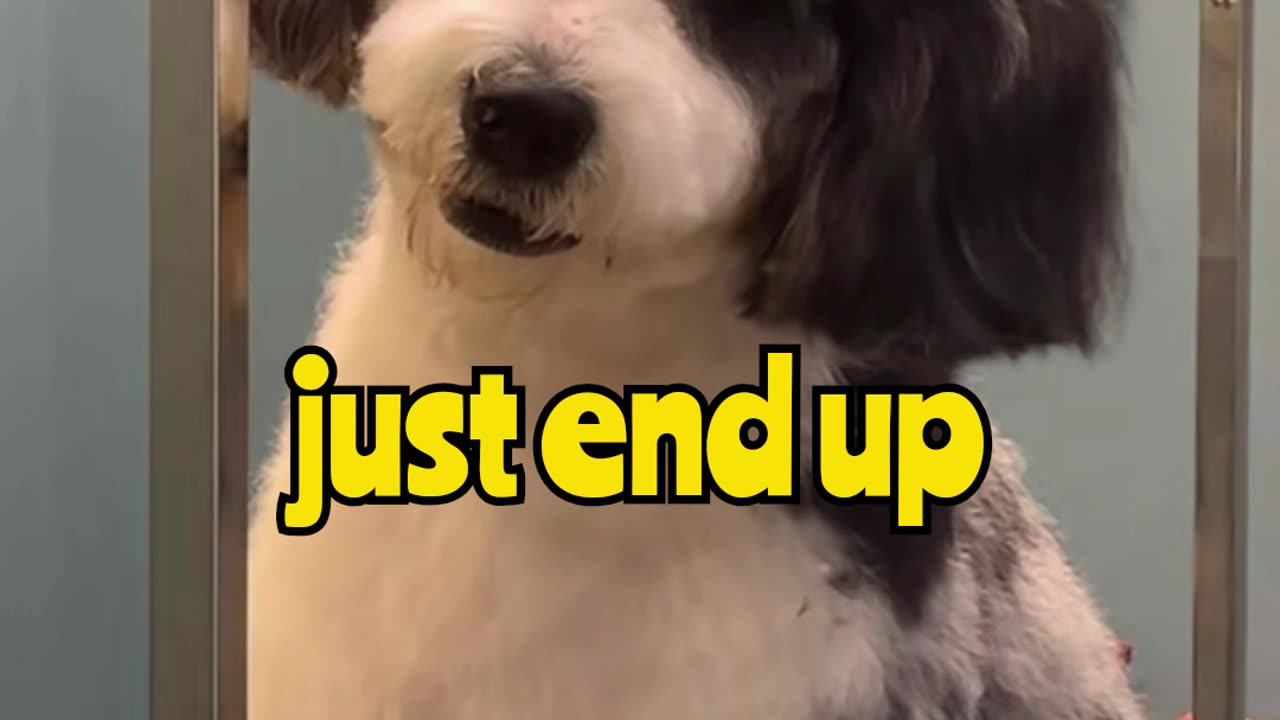 This Dog Has a Human Face… I’m Never Sleeping Again 😨🐶