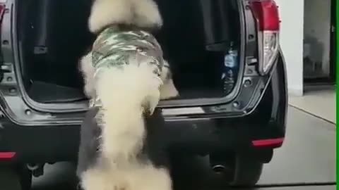 Fun Animals