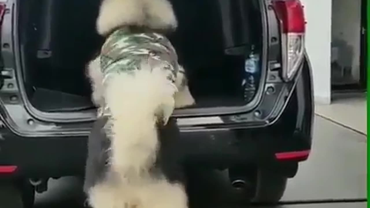 Fun Animals