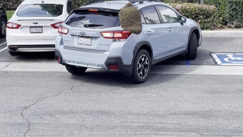 Bees Swarm On Parked Car