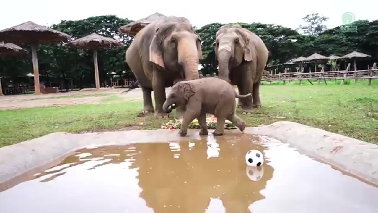 Baby Elephant - Funny