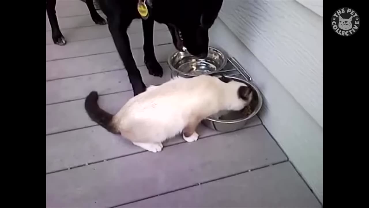 Funniest Cat Video Compilation