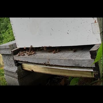 Friday morning long cut