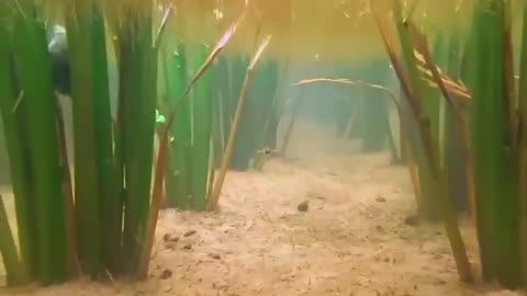 Beauty of Nature