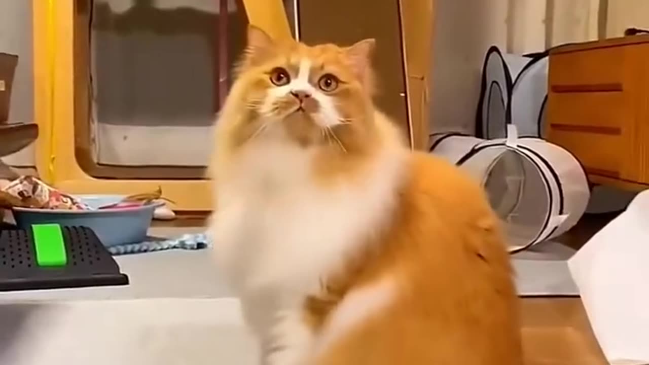 So funny cats 🐈😺 #funnycat #funnydog #saxygirl
