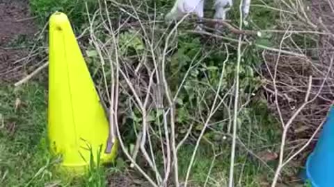 山羊さん、倒木の葉っぱ食べてますね