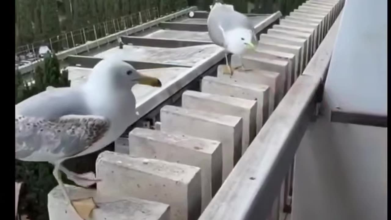 Wait for the end 😂😂😂