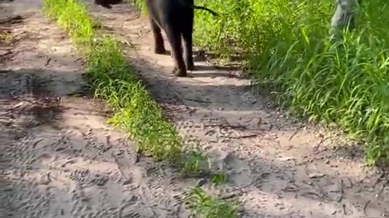Imagine having a job frolicking in the woods with a baby freaking elephant.