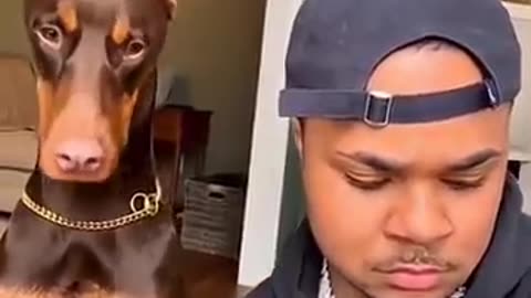 Funny animals