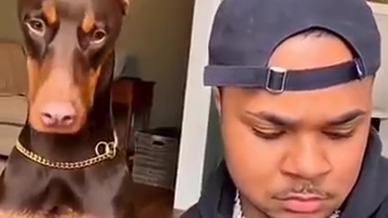 Funny animals