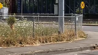 Long train passing