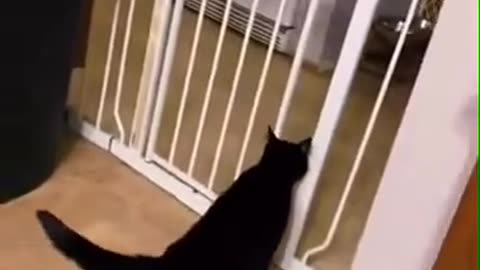 😂🧮 You Won't Believe This Cat Doing Math! | FunFM