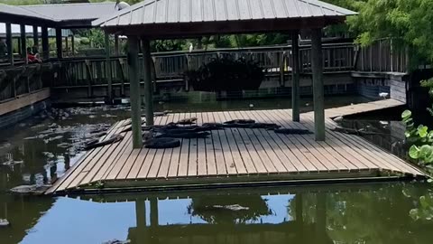 Baby Gators