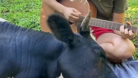 Serenading a Soul: Music That Melts Hearts 🐄🎸💛