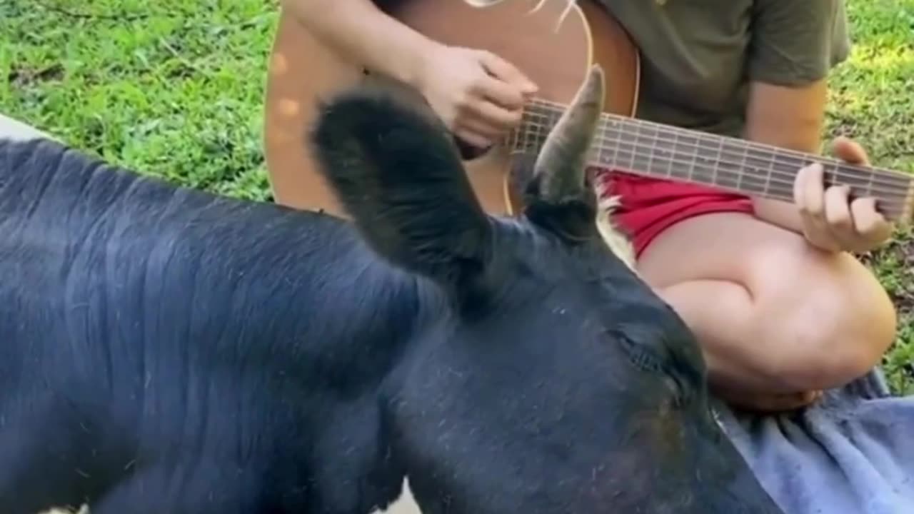 Serenading a Soul: Music That Melts Hearts 🐄🎸💛