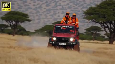 Millions of Bees Swarm a Lion – Watch the Rescue