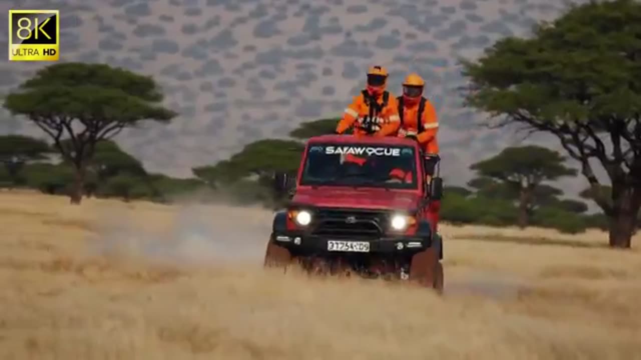 Millions of Bees Swarm a Lion – Watch the Rescue