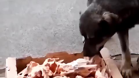Local Butcher Helping the Local Stray Dogs💕🐕‍🦺💕