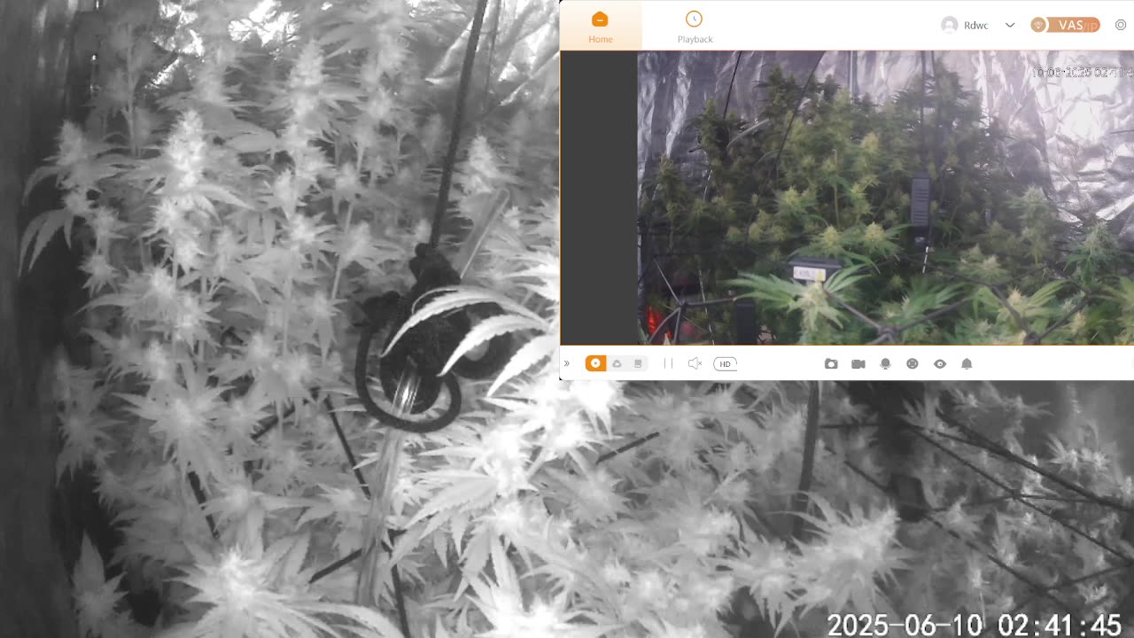 I Grew Two Strains Of Cannabis Side By Side - Which Is Better?
