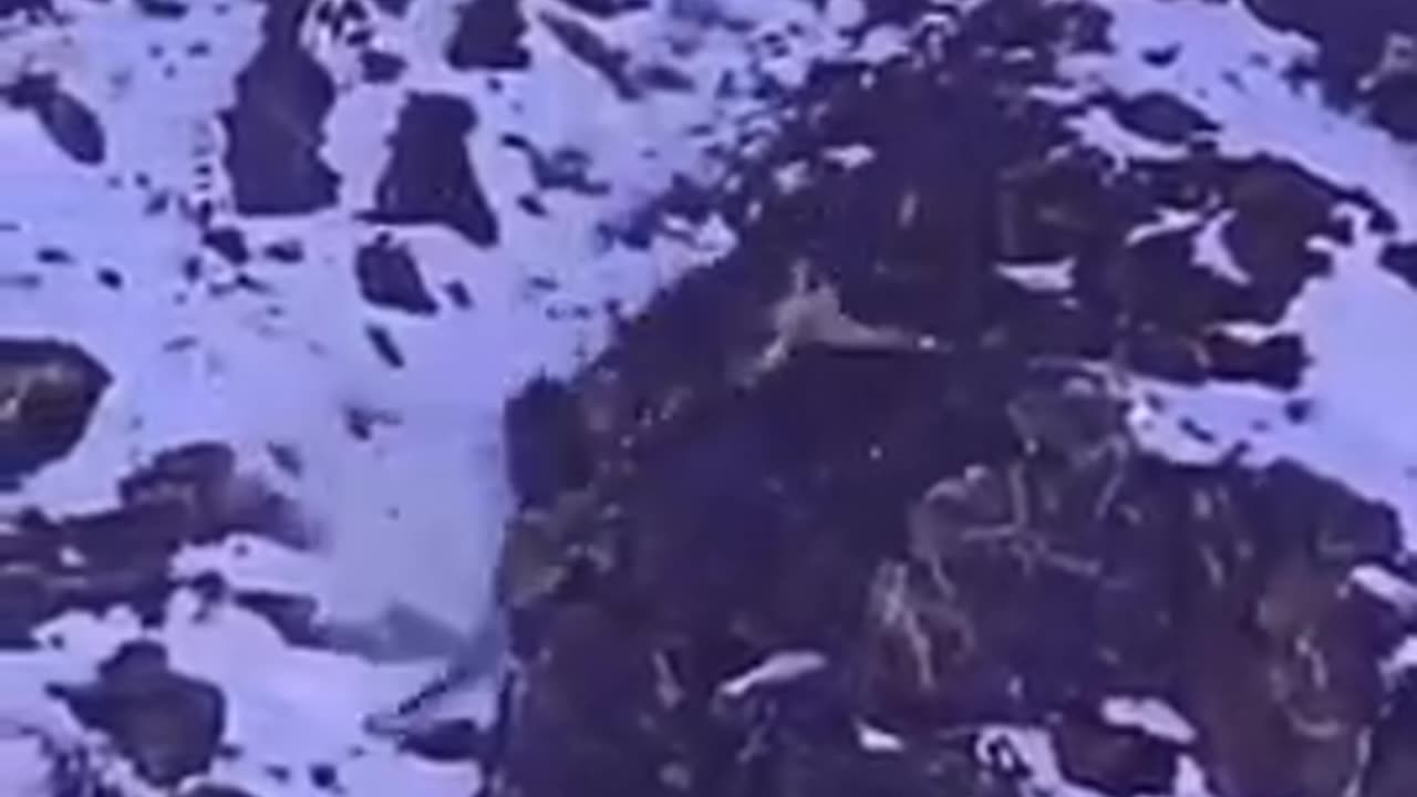 Snow leopard on a WILD high speed chase down a mountain catches its prey
