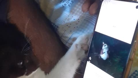 My cat is watching videos in my mobile