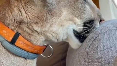 Funny Puma Cat Shows Off Super Silly Walk At Home