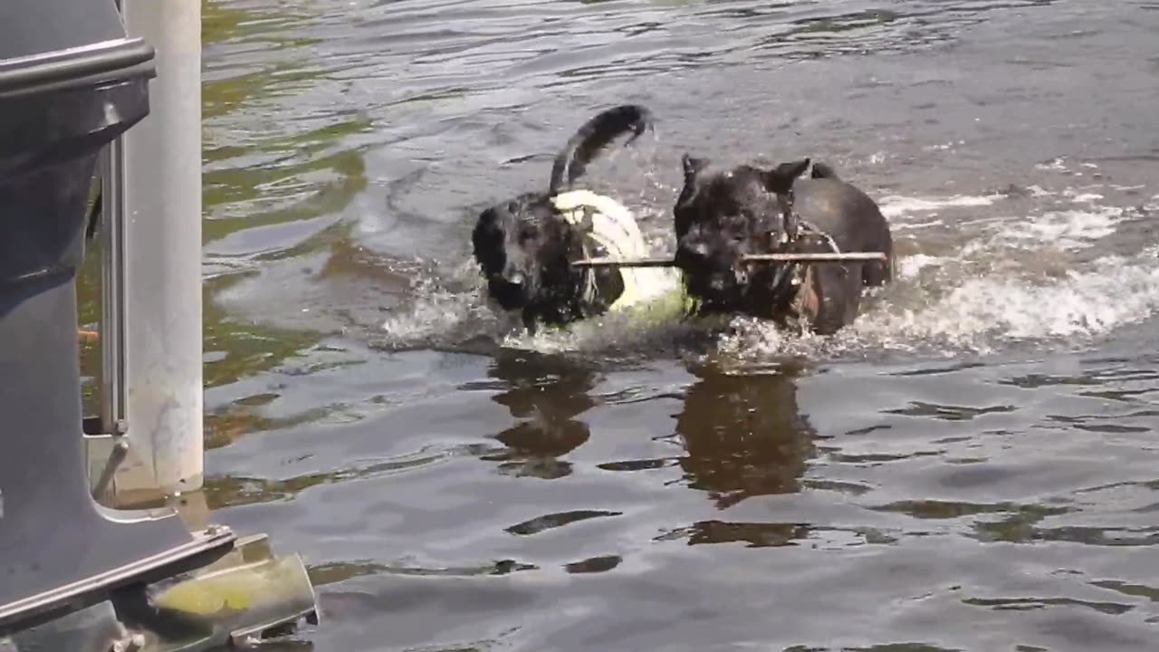 Dog BFF's on the River
