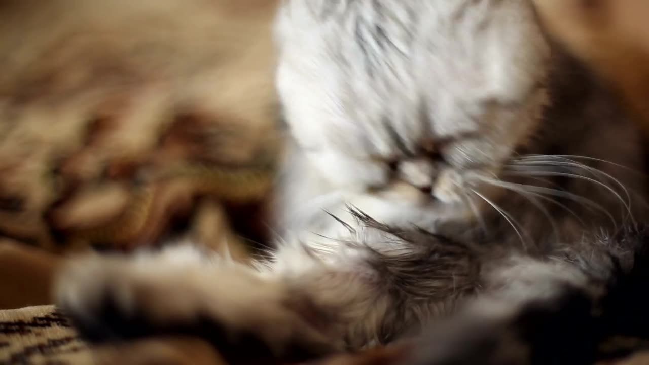 Cat cleaning itself