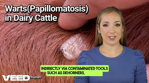 Warts(Papillomatosis) in Dairy Cattle:More Than Just a Bump on the Skin