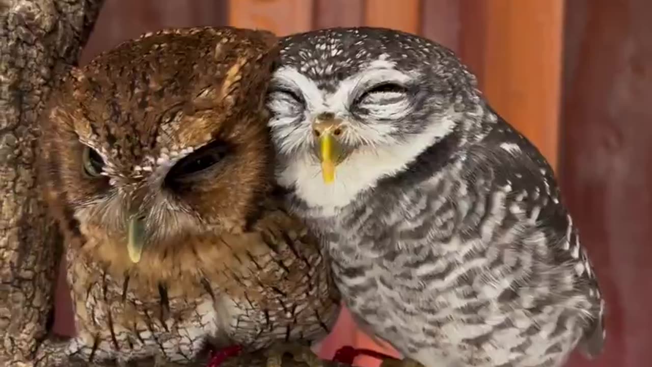 They are in love. Adorable 🥰