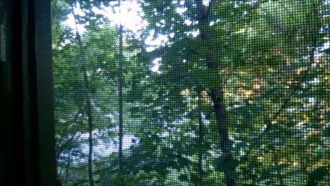 Forest birds singing Canada, North America - turn up sound volume
