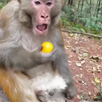 Man Rocked Monkey Shocked Funny Monkey Video