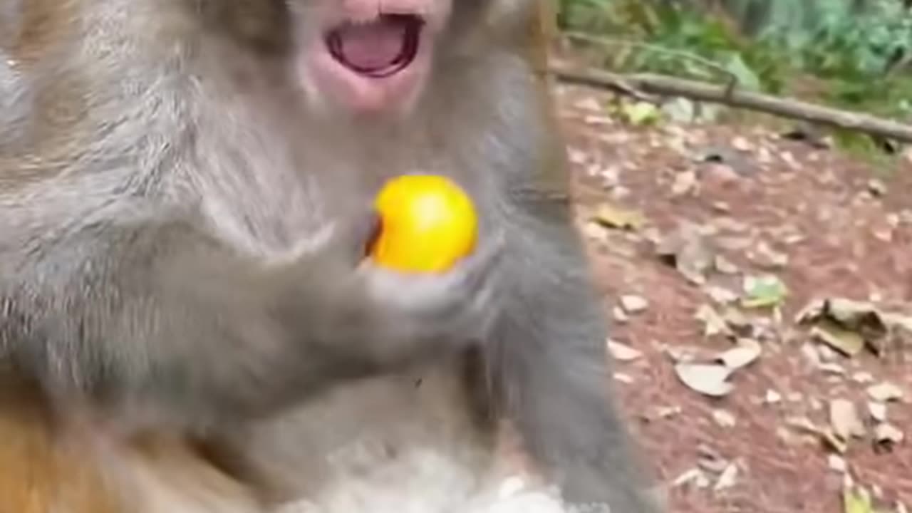 Man Rocked Monkey Shocked Funny Monkey Video
