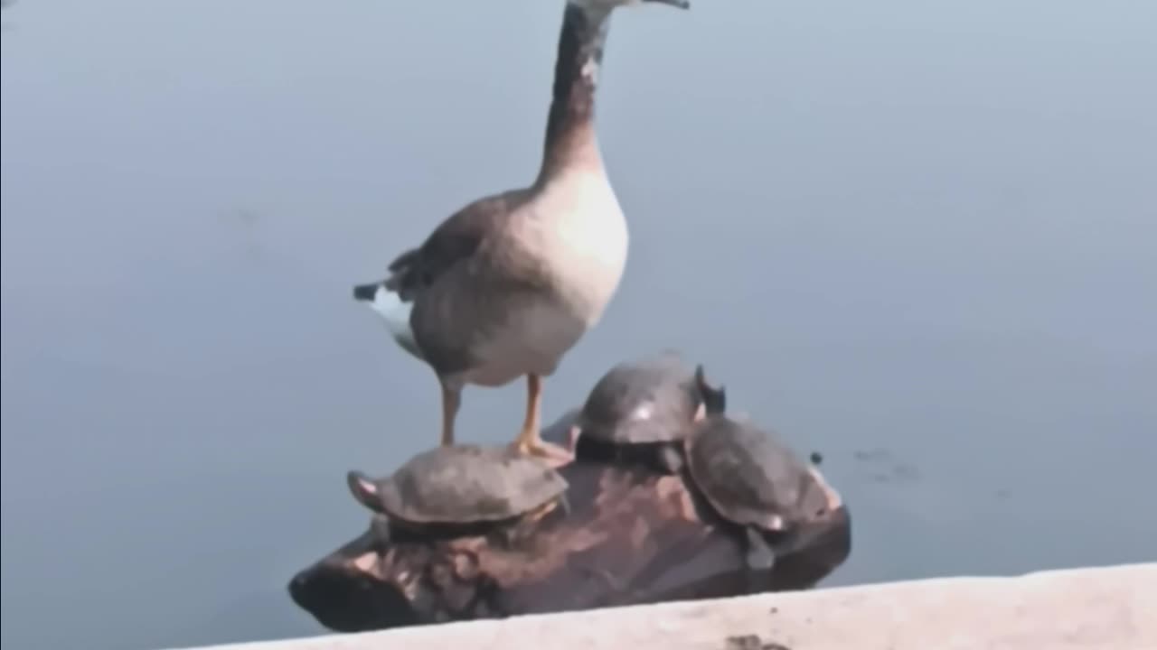 Hybrid goose