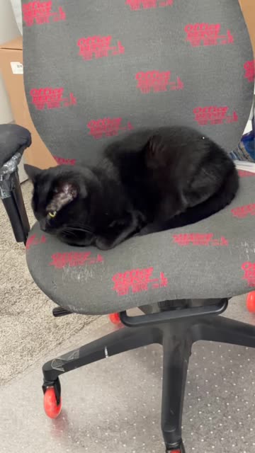 Cute Precious Piper Wants to Have Time to Think - My Adopted Shelter Cat Vlog #shorts