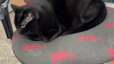 Cute Precious Piper Wants to Have Time to Think - My Adopted Shelter Cat Vlog #shorts