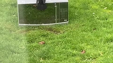 🐦🍽️ Black Bird vs Microwave: The Epic Fight! | FunFM