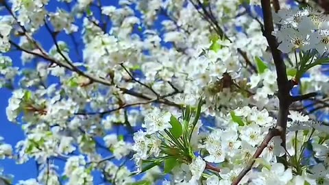 "A Walk Through a Sea of Blooms | Stunning Flower Garden Tour"