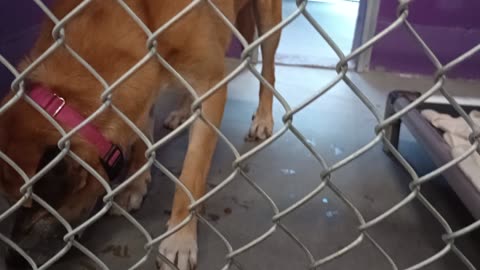 Durango 6y Pet Id 947910 kennel 29 HSSAZ shelter still shy guy but familiarity will help20250815679