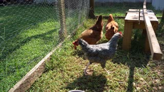 Chickens chow down on a juicy Cherokee Purple heirloom tomato.