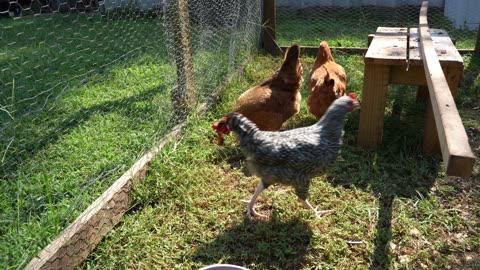 Chickens chow down on a juicy Cherokee Purple heirloom tomato.