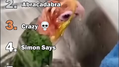 the best Parrot moments