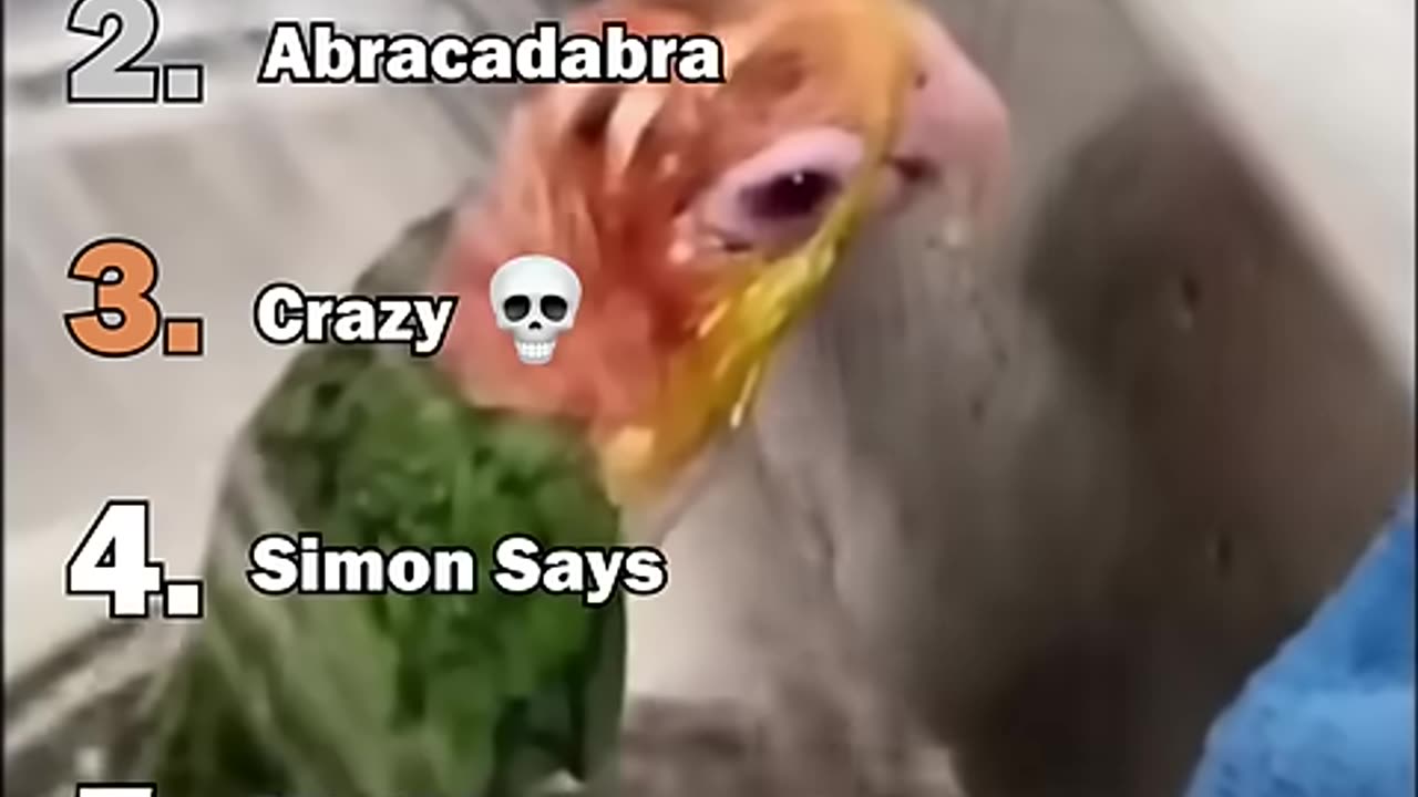the best Parrot moments