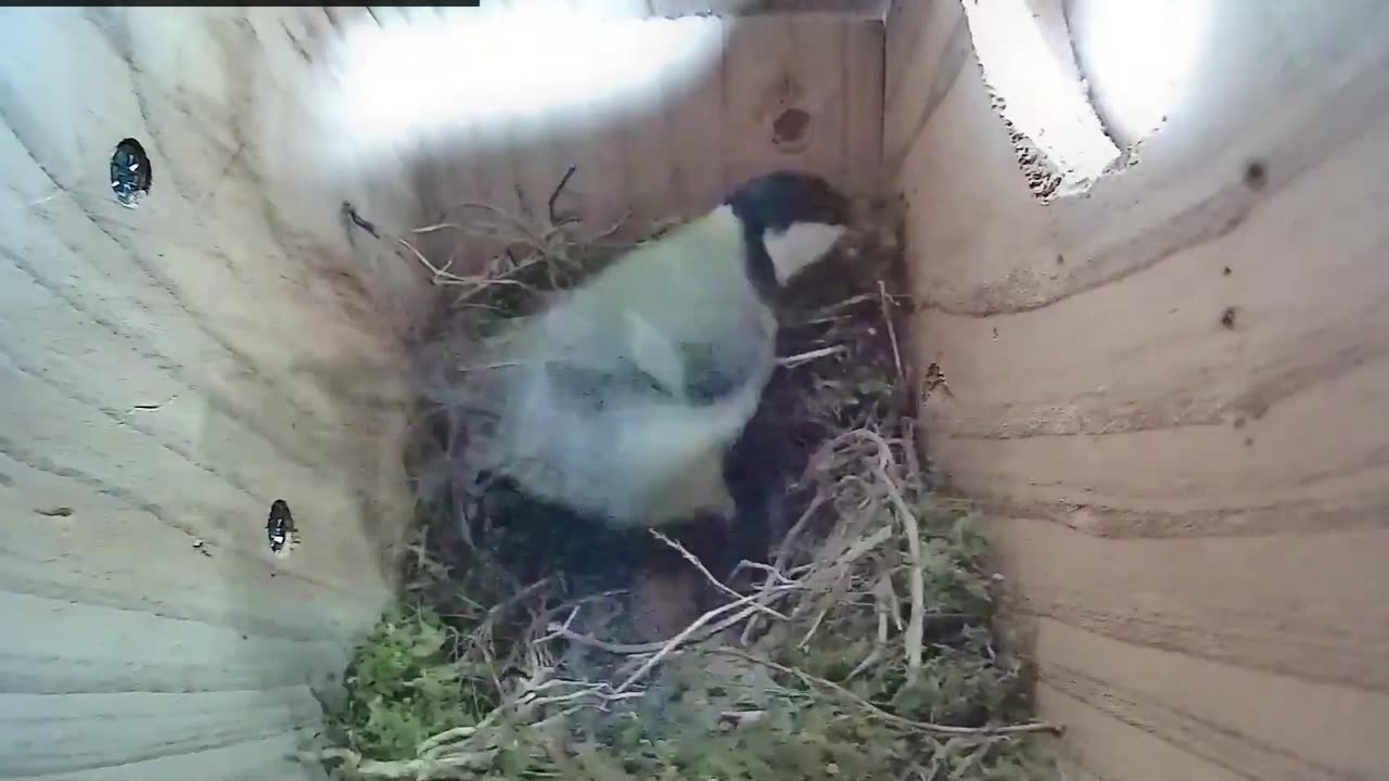 Great tits 4th day of nest building in fast motion