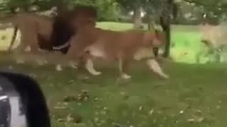 😂🤣 I Wouldn't Mess With Them! Hilarious Reaction! | FunFM