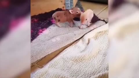 🤣Funny Animals Videos 2020🤣Best Of The 2020 Funny Animal Videos #2 😁