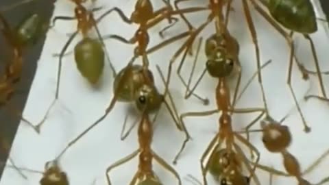 These Weaver ants are one of the most effective teams in the natural world
			